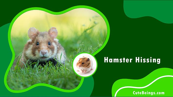 Hamster Hissing