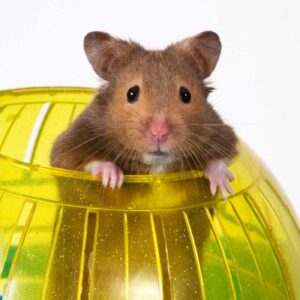 Hamster Popping out of yellow Ball