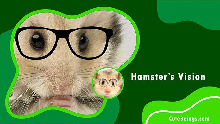 Hamster Vision