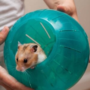 Hamster in its ball