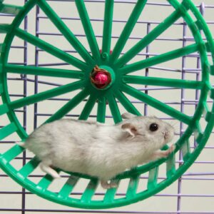 Hamster running in the wheel