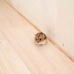 Hamster runs all over floor in house