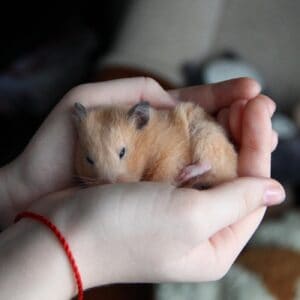Hamster sleeps in female hands