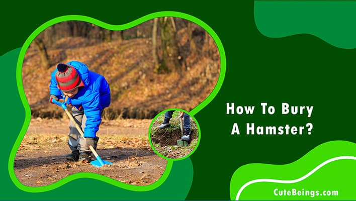 How To Bury A Hamster