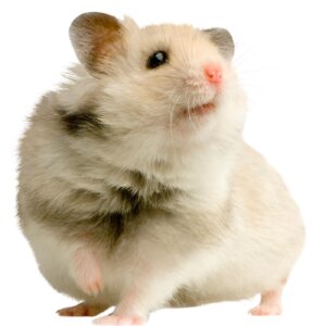 Limping Hamster