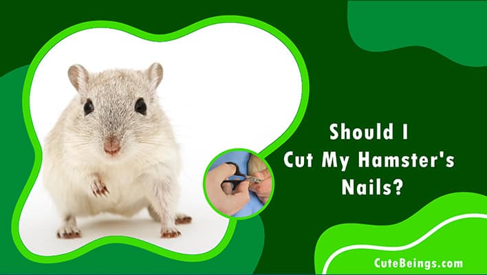 Should I Cut My Hamster's Nails