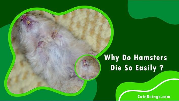Why Do Hamsters Die So Easily