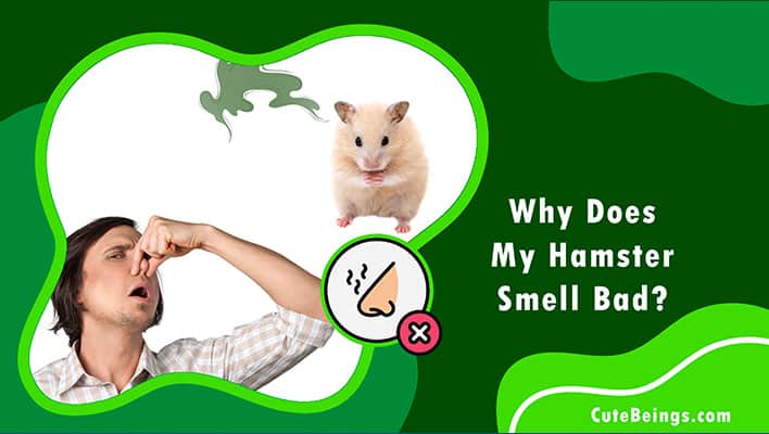 Why Does My Hamster Smell Bad