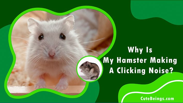 Why Is My Hamster Making A Clicking Noise