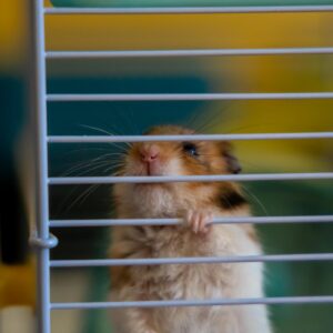 Hamster climbing in cage