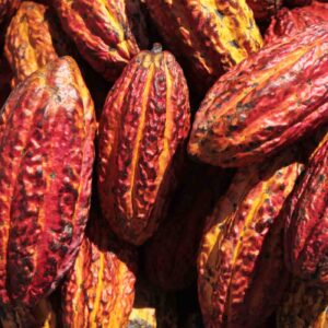 Cacao beans