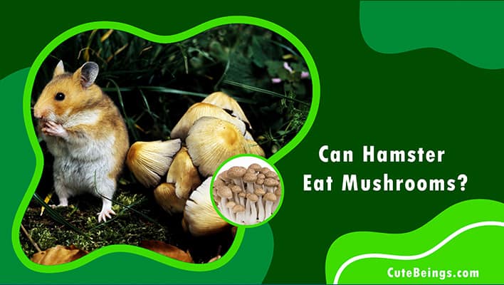 Can Hamster Eat Mushrooms