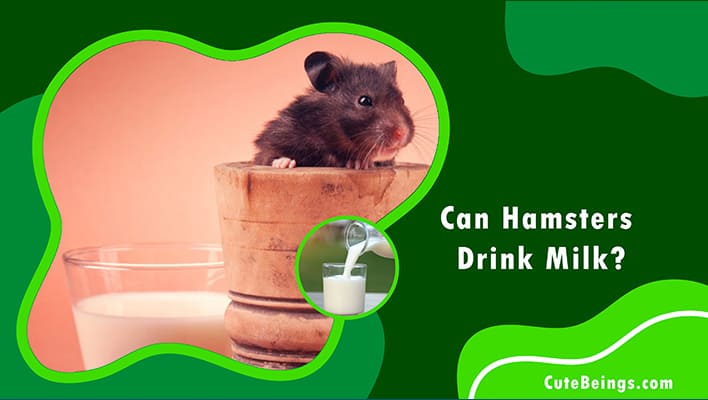 Can Hamsters Drink Milk