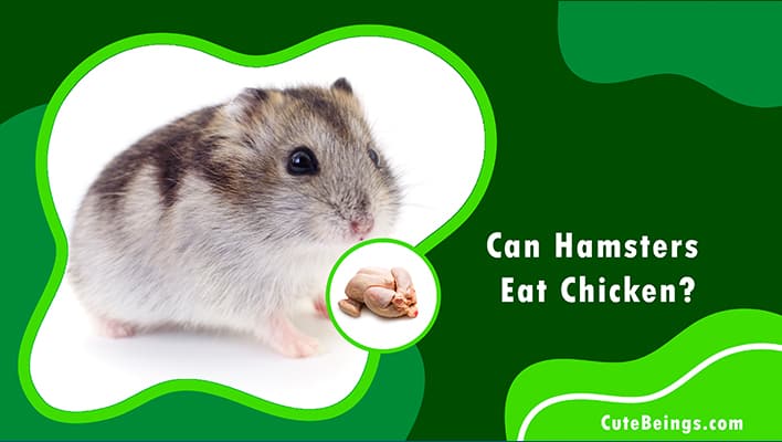 Can Hamsters Eat Chicken