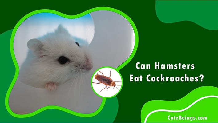 Can Hamsters Eat Cockroaches