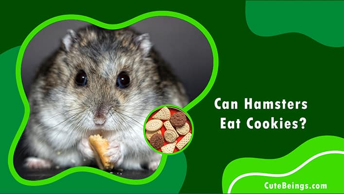 Cookie eating hamster