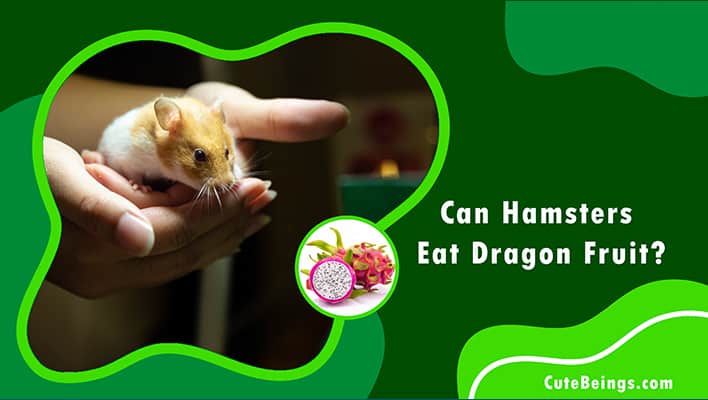 Can Hamsters Eat Dragon Fruit