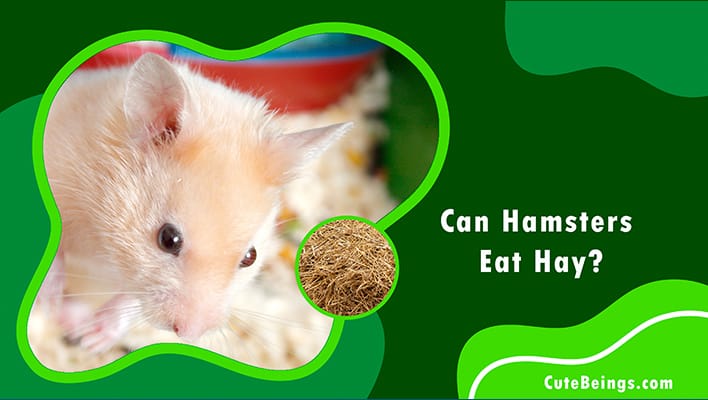 Can Hamsters Eat Hay