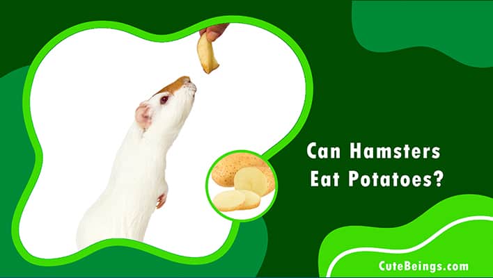 Can Hamsters Eat Potatoes