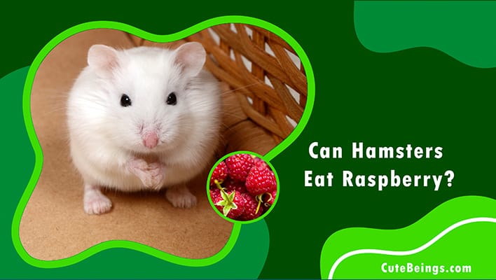 Can Hamsters Eat Raspberry