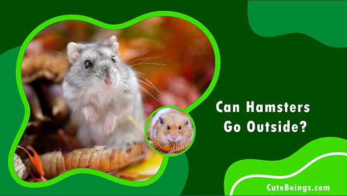 Can Hamsters Go Outside