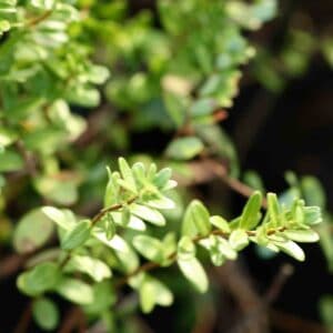 Cranberries Plant