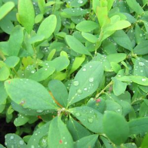 Cranberries leaves