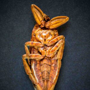 Dead Dried Cockroach