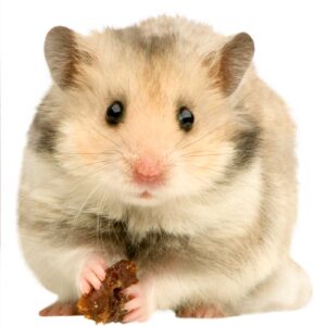 Do hamsters like chocolate