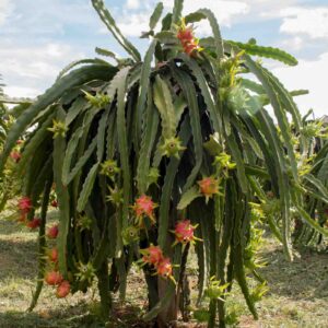 Dragon fruit Plant