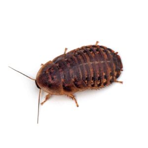 Dubia roaches