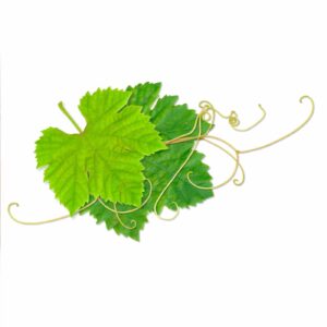 Grape leaves