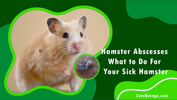 Hamster Abscesses