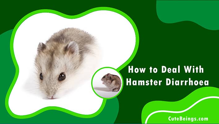 Hamster Diarrhoea
