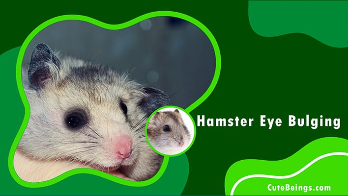 Hamster Eye Bulging