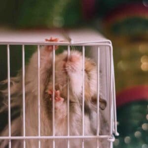 Hamster won't stop chewing cage