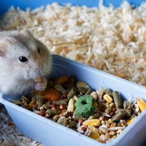 Hamster hay feeder