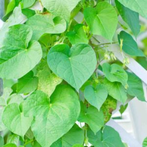 Kiwi leaves