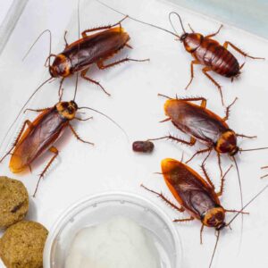 Live cockroaches
