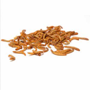 Live mealworms