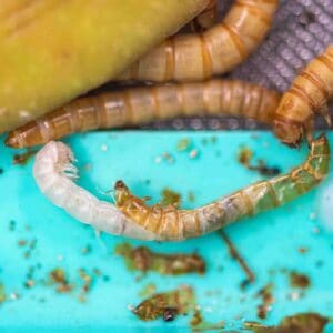 Mealworms Pupa