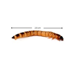 Mealworm's length