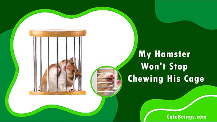 My Hamster Won't Stop Chewing His Cage