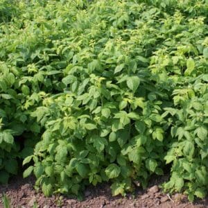 Raspberry Plants