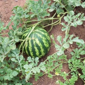 Watermelons Plant