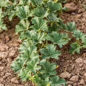 Watermelons leaves