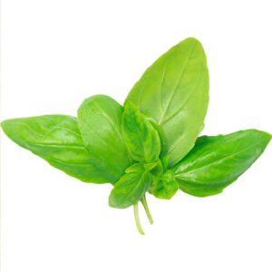 Basil Leaves