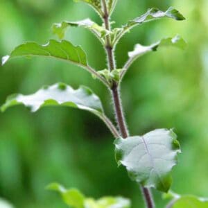 Basil Stem