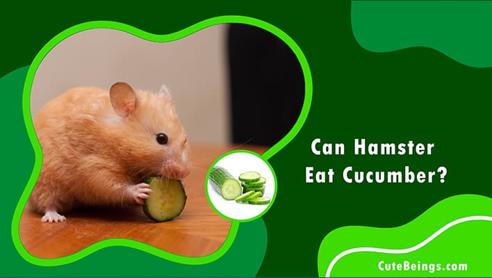 Can Hamster Eat Cucumber