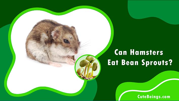 Can Hamsters Eat Bean Sprouts